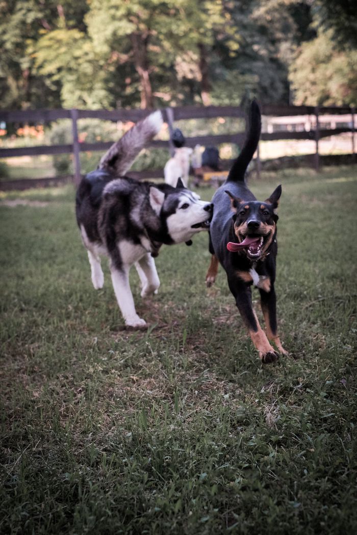 who-we-are Two playful dogs running in a rural area in Ukraine.