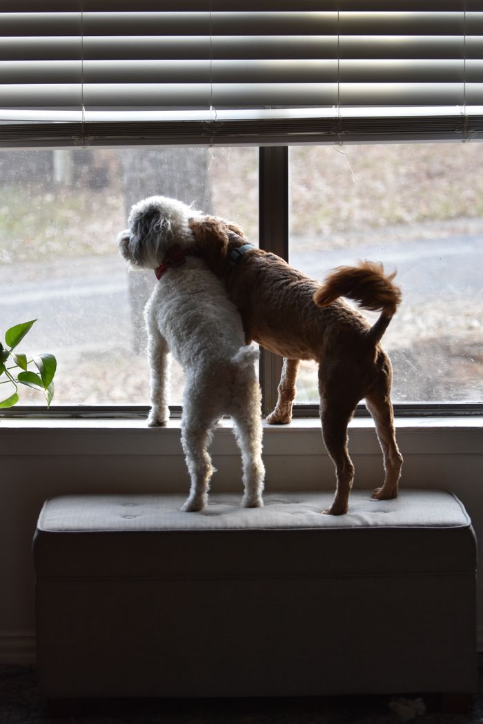 about-us Two cute Labradoodle dogs standing on a bench, curiously looking out a window indoors.