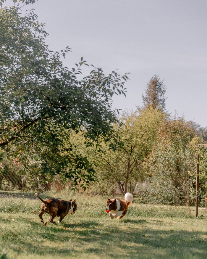 services-03 Two dogs enjoying a game of fetch in a sunny, scenic rural yard surrounded by trees.
