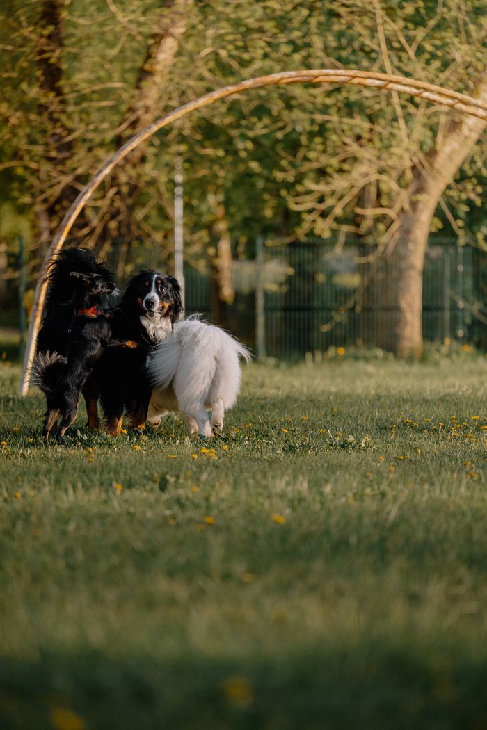 services-02 A Bernese mountain dog and a white spitz play joyfully in a sunny park setting.