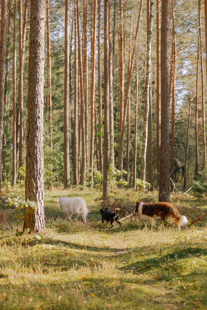 services-01 Three dogs walk through a sunlit forest path surrounded by tall trees.