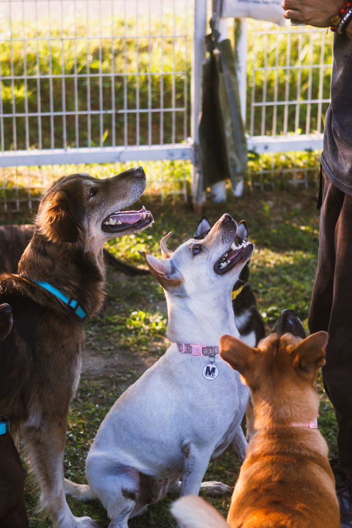 our-story Four attentive dogs gather around a trainer in a sunny outdoor setting.