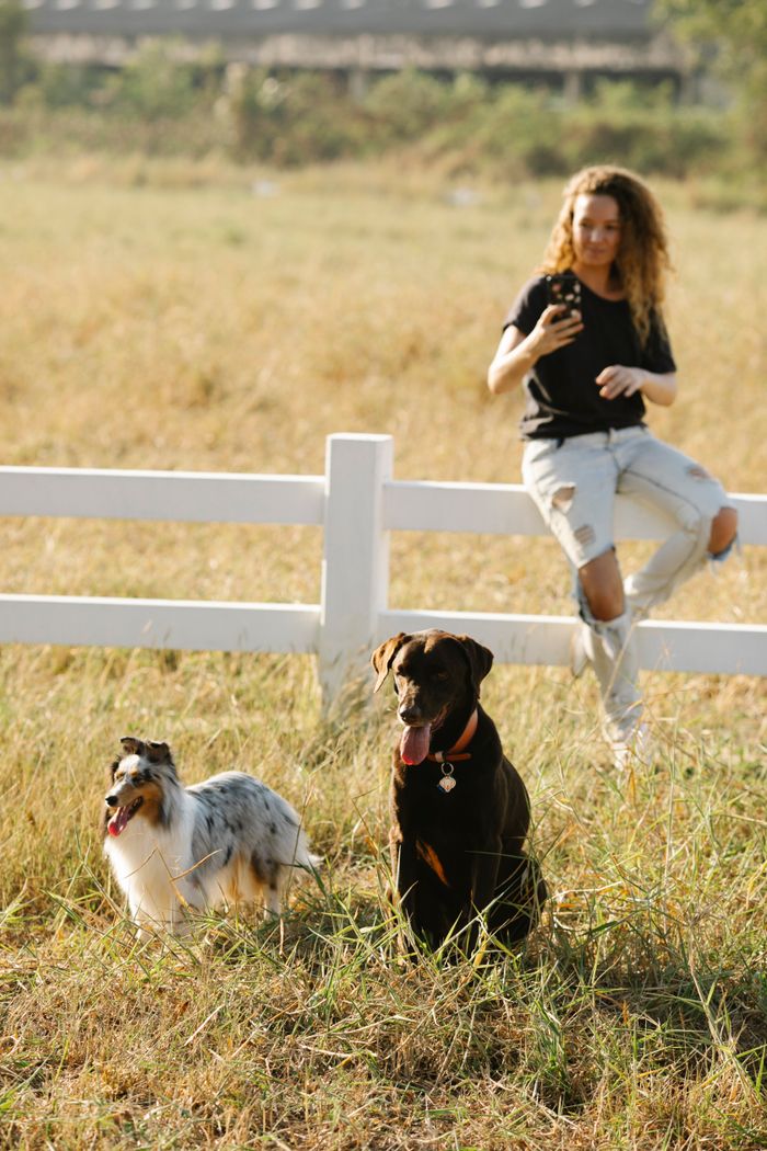 services-04 Woman taking self portrait on cellphone while sitting on fence against purebred dogs with tongues out in countryside field